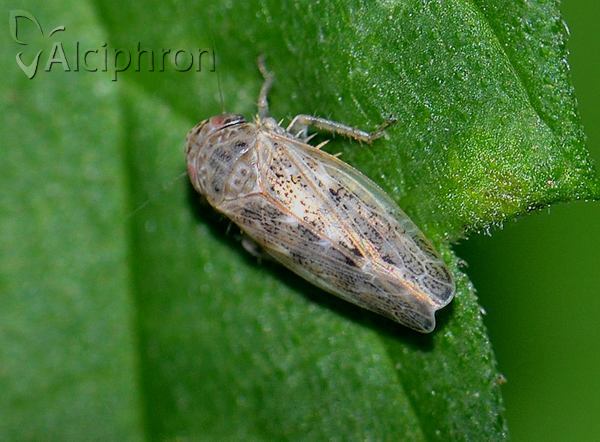 Euscelis incisus