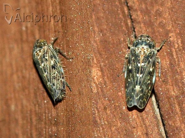 Euscelis incisus