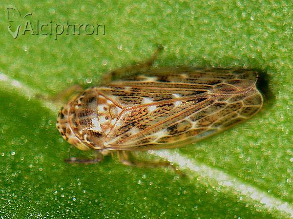Euscelis incisus