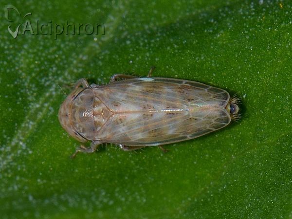 Euscelis incisus