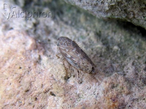 Euscelis incisus