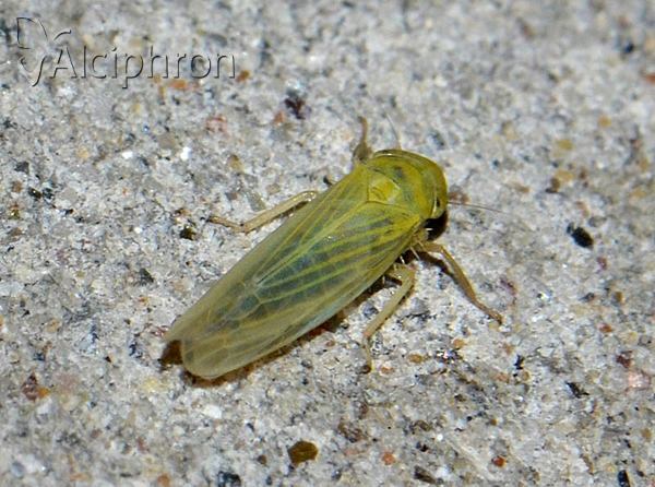 Elymana sulphurella