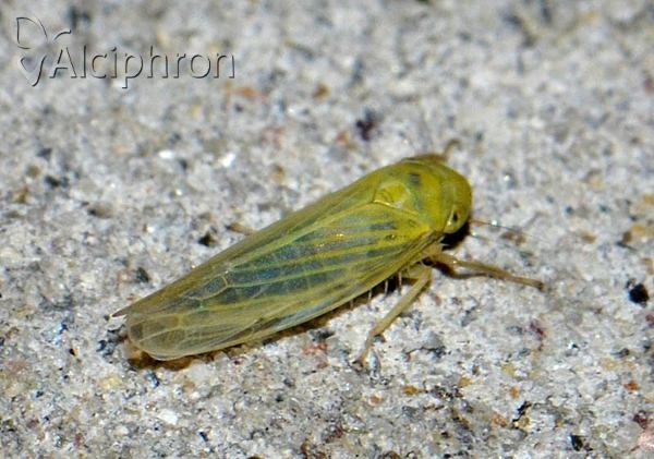 Elymana sulphurella