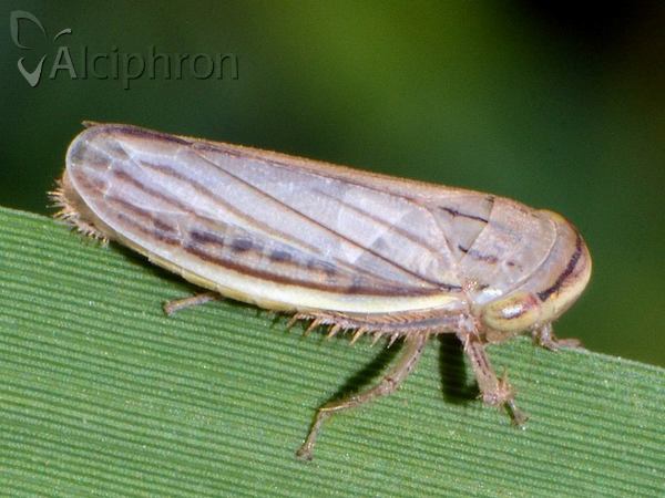 Athysanus argentarius