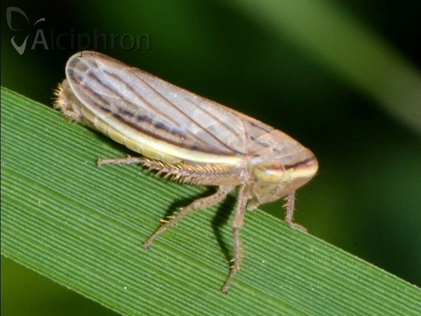 Athysanus argentarius