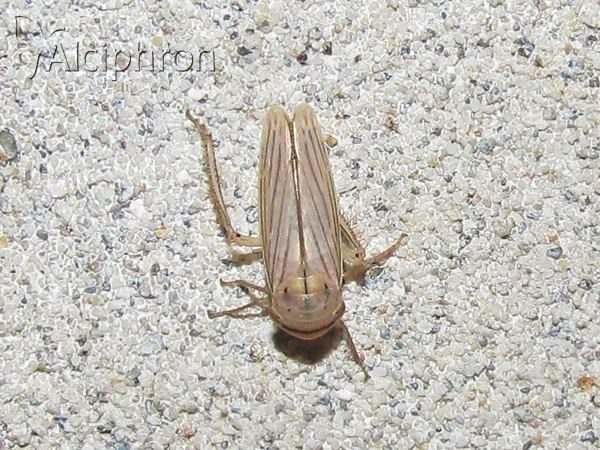 Athysanus argentarius