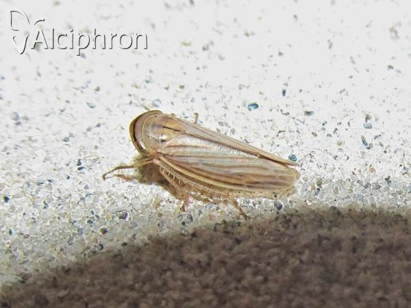 Athysanus argentarius