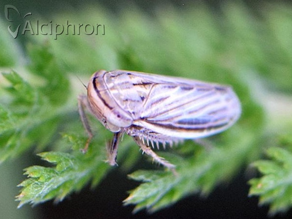 Athysanus argentarius