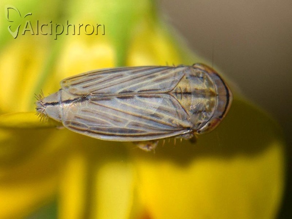 Athysanus argentarius