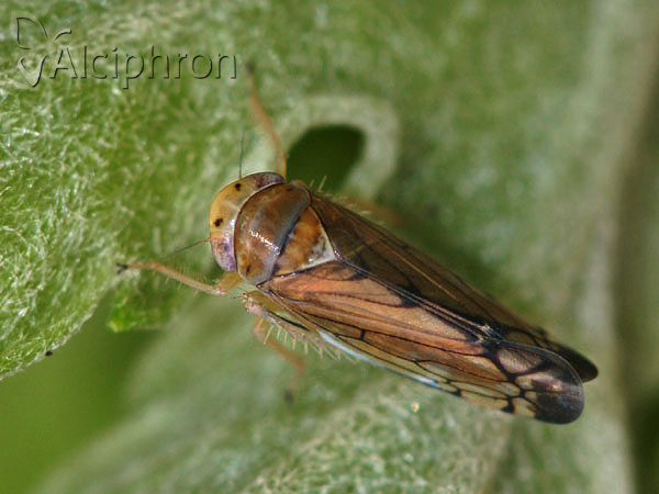 Anoplotettix fuscovenosus