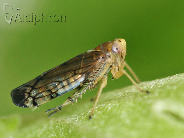 Anoplotettix fuscovenosus