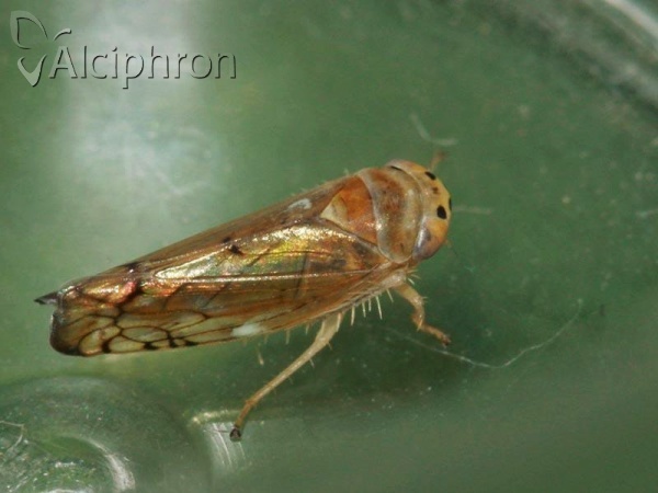 Anoplotettix fuscovenosus