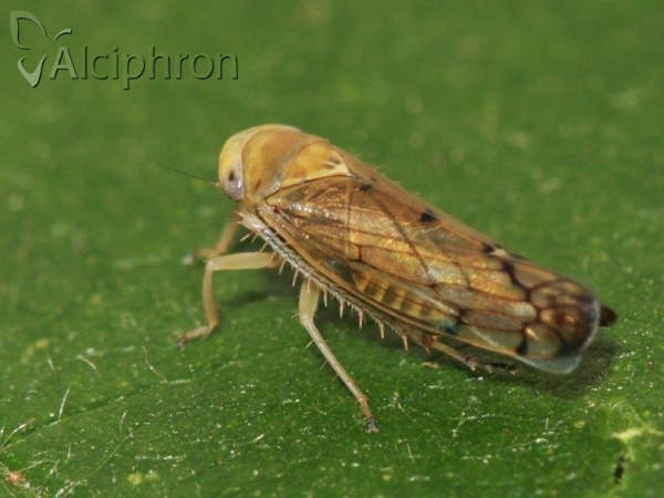 Anoplotettix fuscovenosus