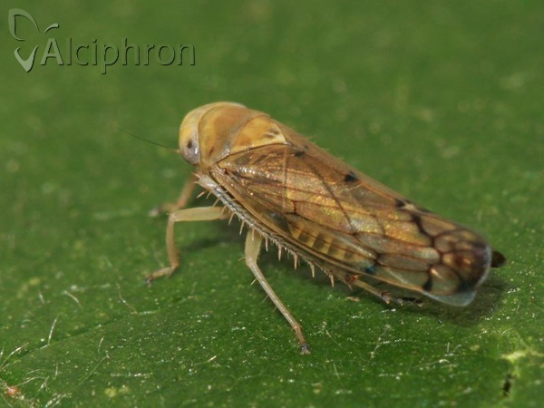 Anoplotettix horvathi