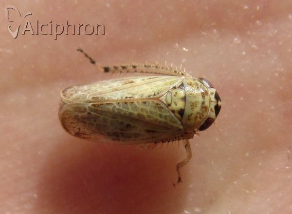 Allygidius abbreviatus