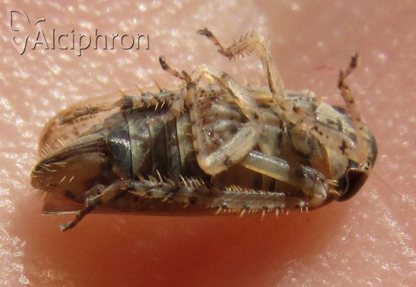 Allygidius abbreviatus