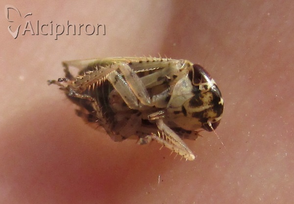 Allygidius abbreviatus
