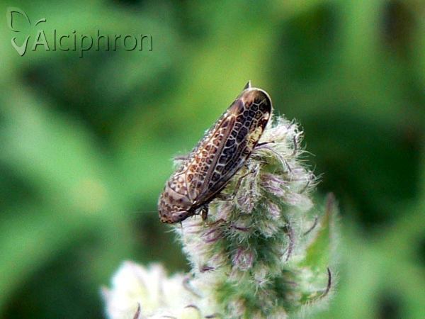 Allygidius furcatus