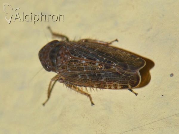 Allygidius furcatus