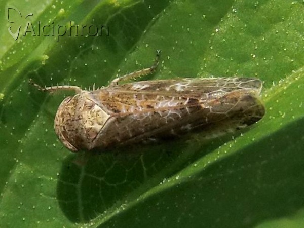 Allygus mixtus