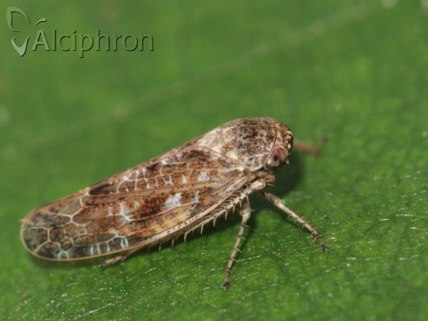Allygus modestus