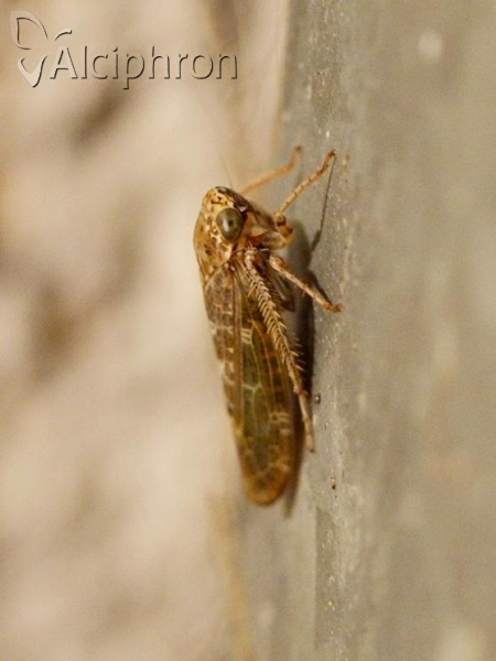 Allygus modestus