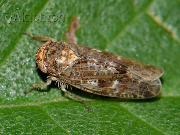 Allygus modestus