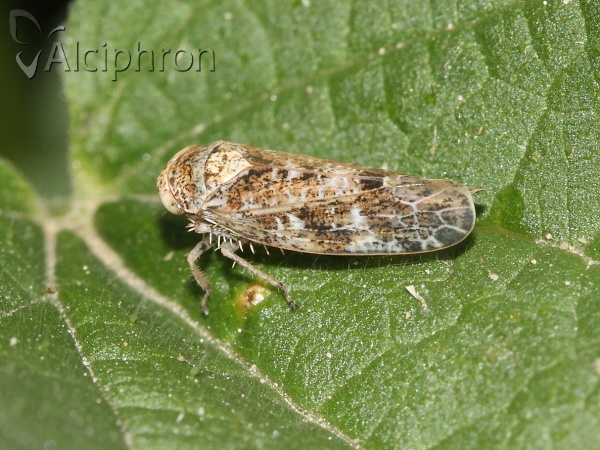 Allygus modestus