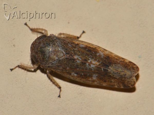 Allygus modestus