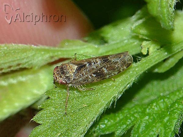Allygus modestus