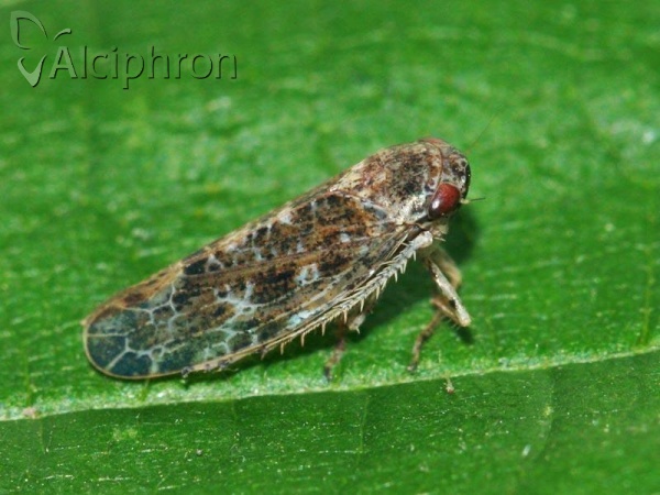 Allygus modestus