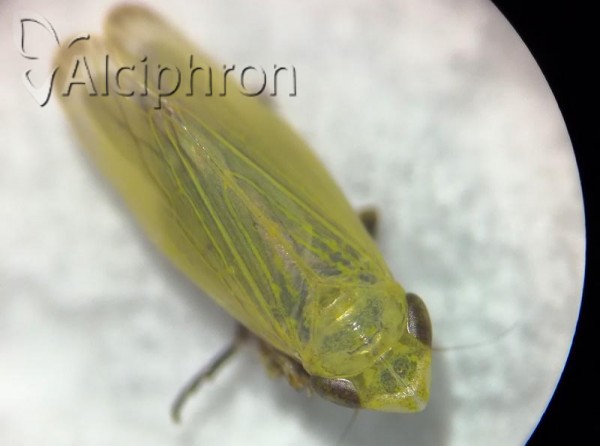 Verdanus abdominalis