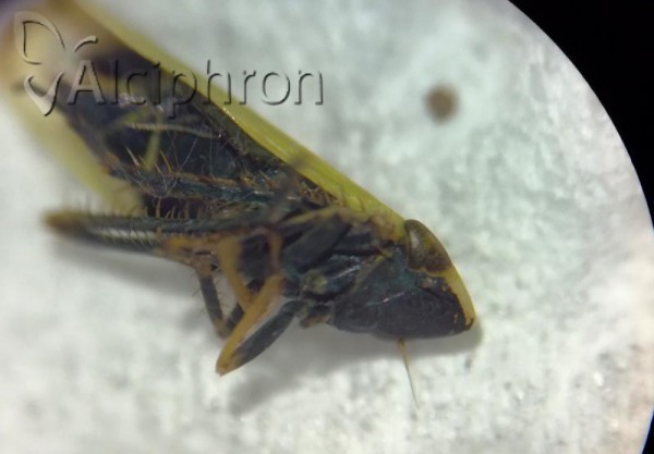 Verdanus abdominalis