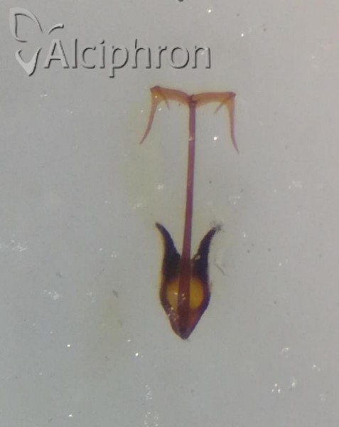 Verdanus abdominalis