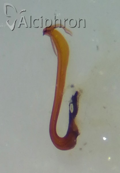 Verdanus abdominalis