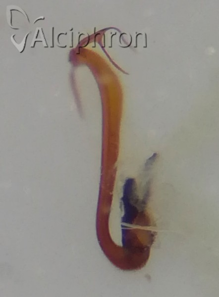 Verdanus abdominalis
