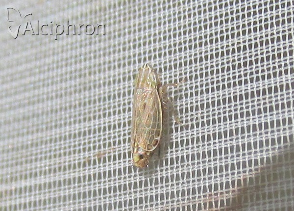 Turrutus socialis