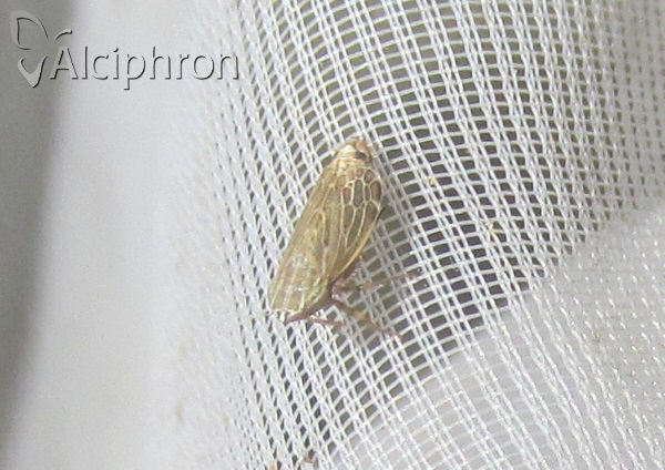 Turrutus socialis
