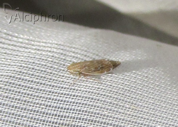 Turrutus socialis