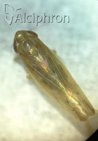 Psammotettix agrestis