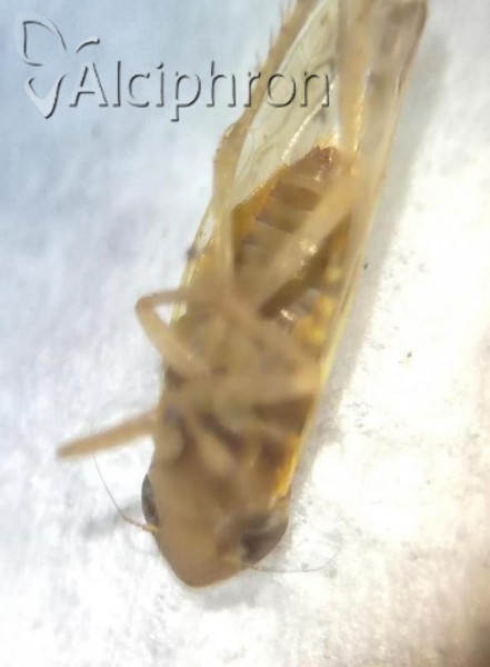 Psammotettix agrestis
