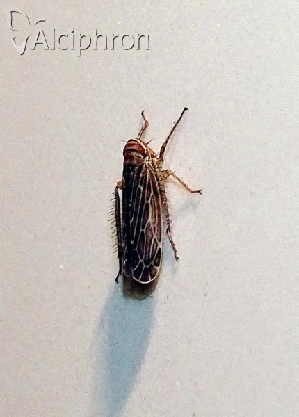 Paramesus obtusifrons