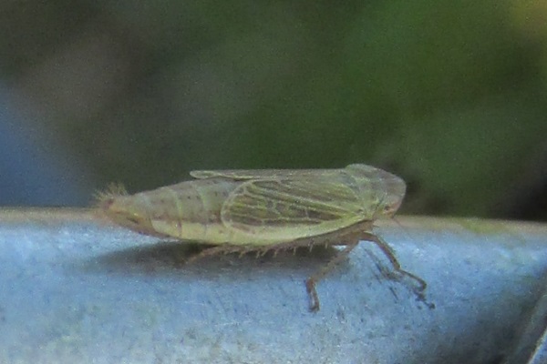 Mocuellus collinus