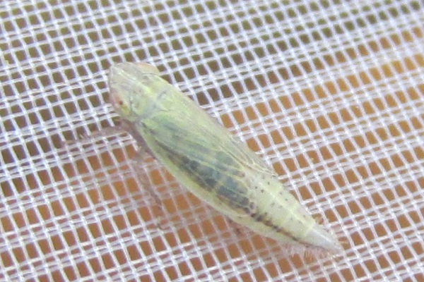 Mocuellus collinus