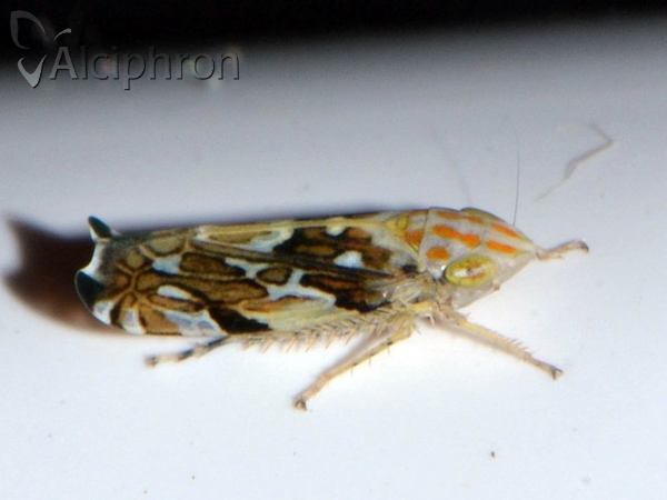 Metalimnus steini