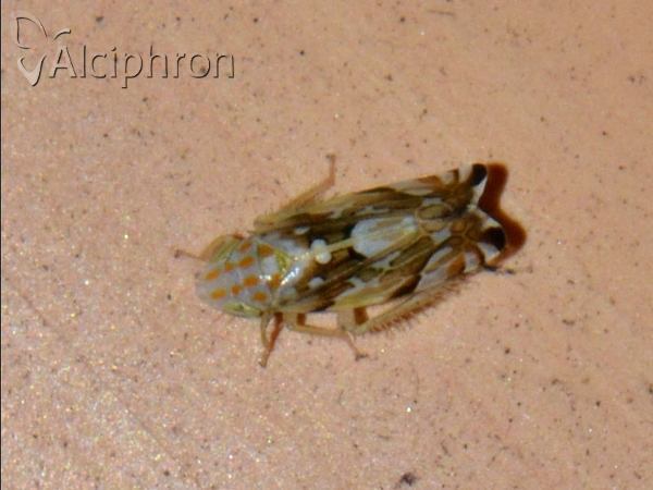 Metalimnus steini