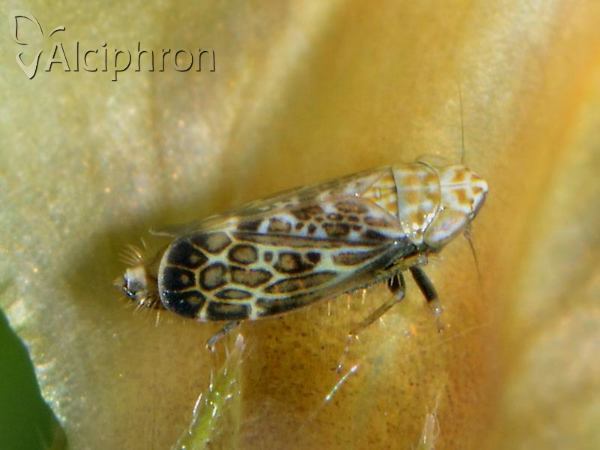 Errastunus ocellaris