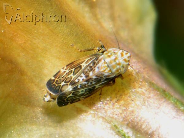 Errastunus ocellaris