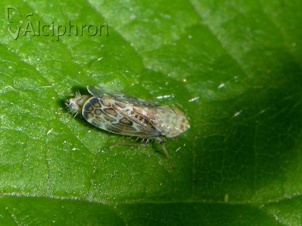 Errastunus ocellaris