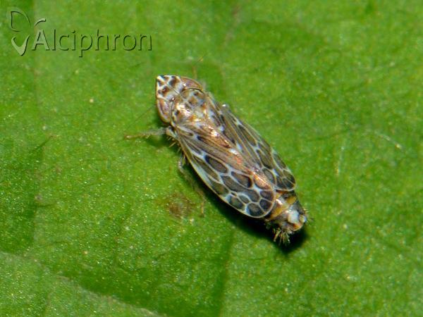 Errastunus ocellaris